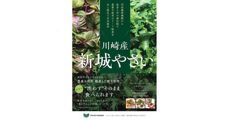 【ふるさと納税】ミシュランシェフ御用達 鮮度2週間 無農薬6種リーフ300g | 野菜 やさい 食品 人気 おすすめ 送料無料