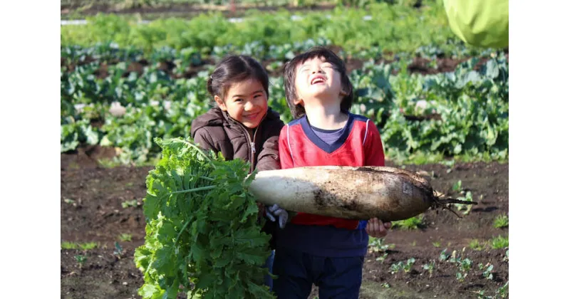 【ふるさと納税】三浦半島の野菜収穫体験【株式会社シテコベ】[AKDQ001]