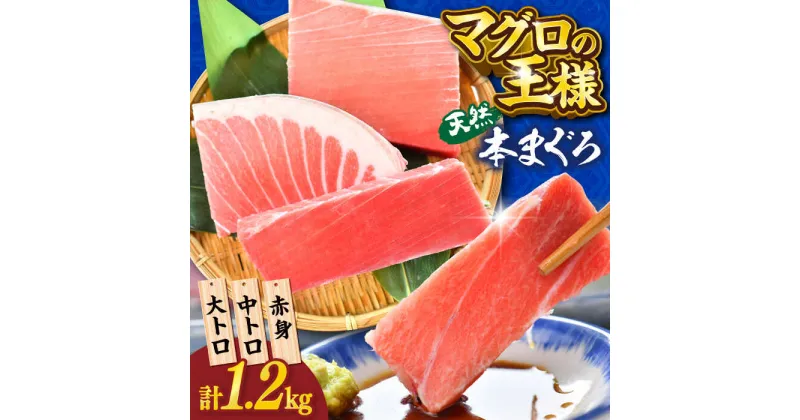 【ふるさと納税】天然 本まぐろ 大トロ・中トロ・赤身 約200g×6柵 約1200g 【横須賀商工会議所 おもてなしギフト事務局（本まぐろ直売所）】天然まぐろ まぐろ マグロ 鮪 クロマグロ 本マグロ 大とろ 中とろ とろ トロ 赤身 柵 ギフト 1.2kg 寿司 食べ比べ 最高級 [AKAK019]