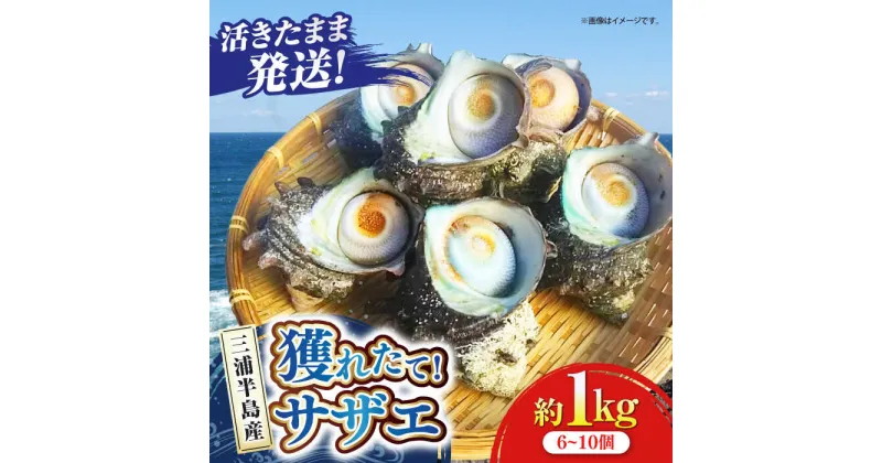 【ふるさと納税】三浦半島 サザエ 中サイズ 約1kg 6〜10個 さざえ バーベキュー つぼ焼き 直送 獲れたて 貝 魚貝類 魚介類 魚介 海鮮 新鮮 海の幸 貝 三浦半島 名産品 特産品 【長井水産株式会社】[AKAJ004]