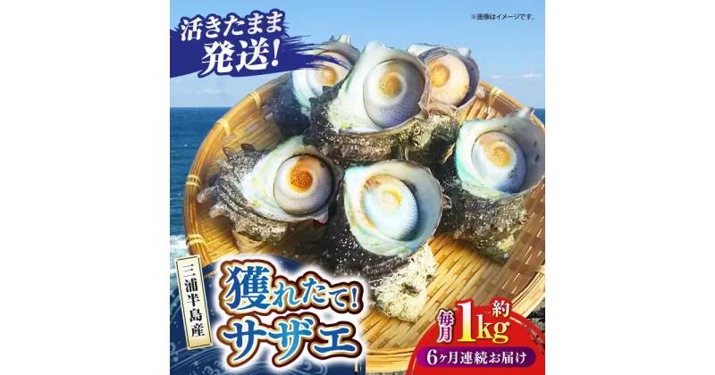 【ふるさと納税】【全6回定期便】サザエ 1kg 6〜10個 三浦半島 三浦半島 さざえ バーベキュー BBQ 貝 直送 つぼ焼き 新鮮 直送 獲れたて 貝 魚貝類 魚介類 魚介 海鮮 新鮮 海の幸 貝 三浦半島 名産品 特産品 定期【長井水産株式会社】[AKAJ010]