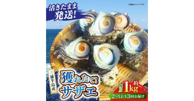 【ふるさと納税】【全3回 隔月 定期便】サザエ 1kg 6〜10個 三浦半島【長井水産株式会社】[AKAJ011]