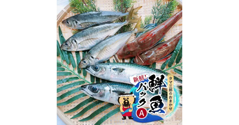 【ふるさと納税】新鮮！ タマ三郎のおまかせ鮮魚パックA 朝獲れ 新鮮 湘南　お届け：2024年11月まで