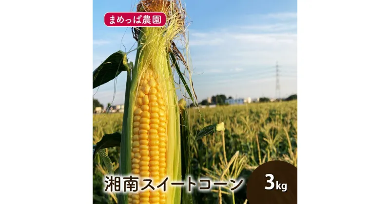 【ふるさと納税】【2025年6月発送】湘南スイートコーン 3kg とうもろこし トウモロコシ 採れたて 国産 野菜 藤沢市 神奈川　お届け：2025年6月9日～6月30日まで