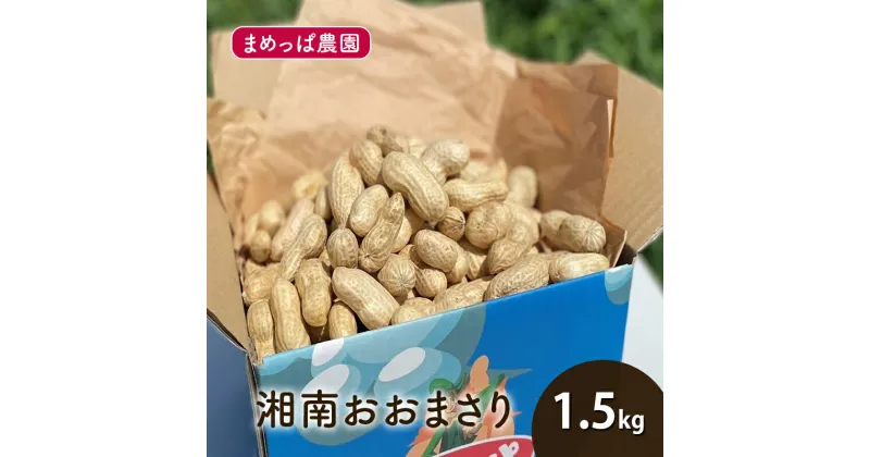 【ふるさと納税】【2025年9月以降発送】湘南おおまさり 1.5kg 生落花生 採れたて ゆで落花生用 ピーナッツ おつまみ 藤沢市 神奈川　お届け：2025年9月15日～10月10日まで