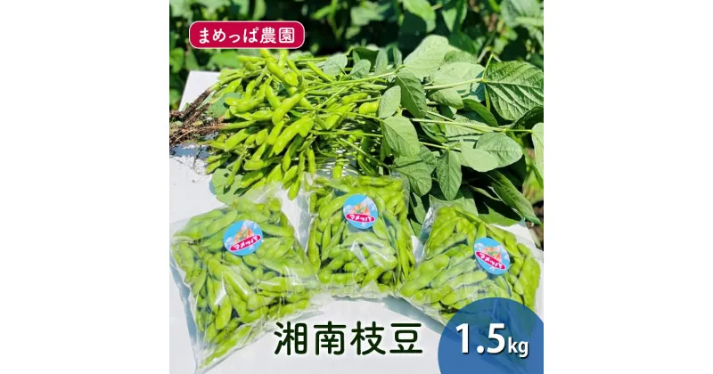 【ふるさと納税】【2025年7月発送】湘南枝豆 1.5kg えだまめ 採れたて 国産 野菜 おつまみ 藤沢市 神奈川　お届け：2025年7月12日～7月31日まで