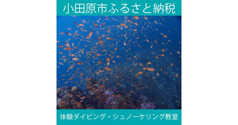 【ふるさと納税】海の中をのぞいてみよう！体験ダイビング・シュノーケリング教室【シュノーケリング レンタル ダイビングスクール 水着とタオルだけ 送迎付き 体験ダイビング&シュノーケリング教室【1日】ご招待券1名様分 神奈川県 小田原市 】