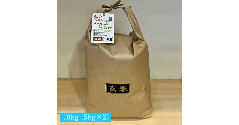 【ふるさと納税】志村屋米穀店 令和6年産 新米 小田原市産　はるみ(玄米) 　10kg（5kgx2）＜出荷時期：10月中旬より順次出荷開始＞【 玄米 コメ こめ はるみ 特A 贈答用 ご家庭で 贈り物 クラフト袋入り 神奈川県 小田原市 】