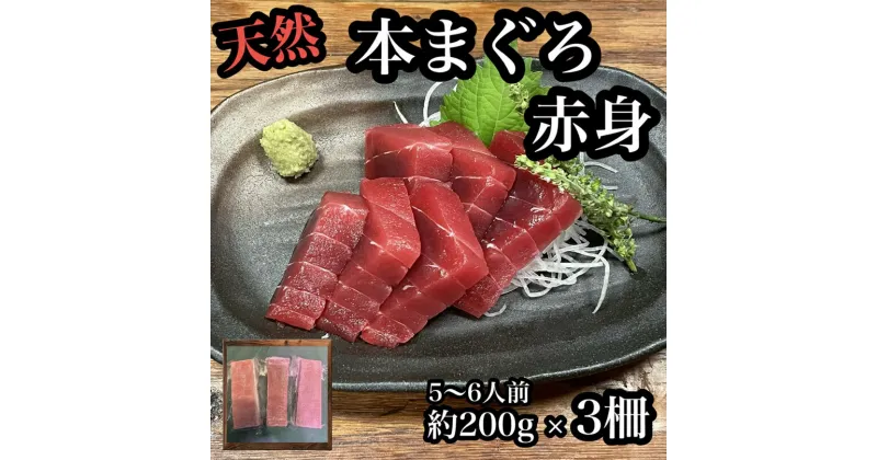 【ふるさと納税】貴重な天然本鮪 赤身 約200g×3柵 約5〜6人前●マグロの中心部天身を使用！【赤身 天身 惣菜 海鮮 お取り寄せ 御中元 お中元 お歳暮 父の日 母の日 贈り物 日本酒 焼酎】【神奈川県小田原市早川】