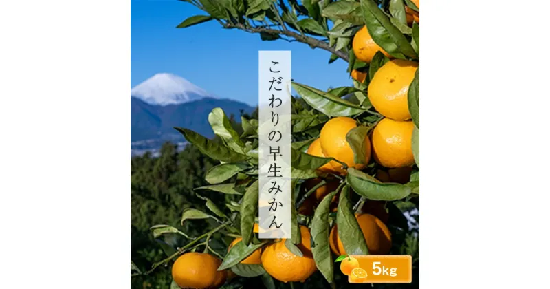 【ふるさと納税】＜品種厳選＞こだわりの早生みかん　5キロ＜2024年10月1日出荷開始～2024年12月10日出荷終了＞【 みかん 神奈川県 小田原市 】