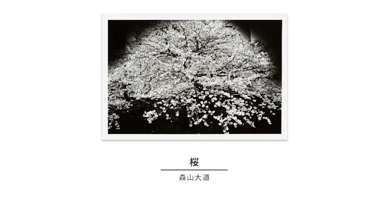 【ふるさと納税】zushi art gallery森山大道写真作品「桜」（写真集『光と影』1982年より）　インテリア・森山大道・写真作品・作品・写真