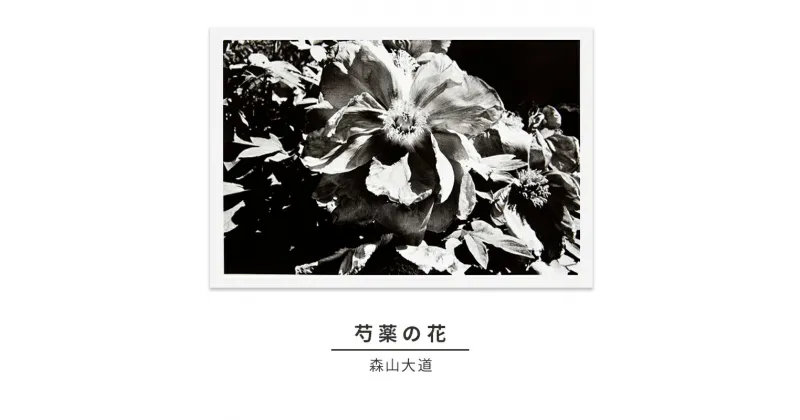 【ふるさと納税】zushi art gallery森山大道写真作品「芍薬の花」（写真集『光と影』1982年より）　インテリア・森山大道・写真作品・作品・写真