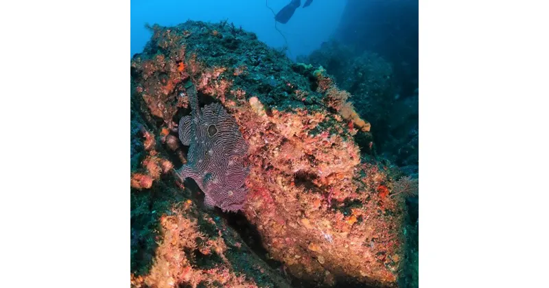 【ふるさと納税】B64-002 三浦半島城ヶ島でボートファンダイビング