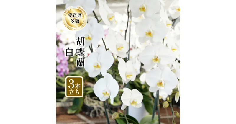 【ふるさと納税】アヤセ洋蘭 コチョウラン 白 3本立ち 胡蝶蘭 花　 植物 観葉植物 全国洋蘭品評会農林水産大臣賞