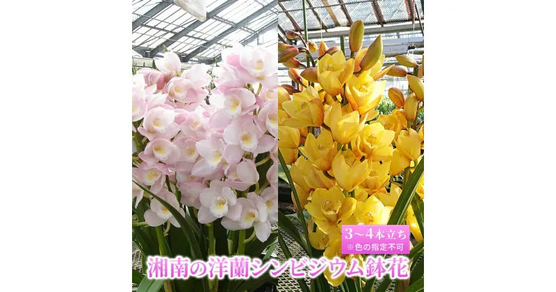 【ふるさと納税】花 湘南の洋蘭 シンビジウム 3～4本 ラン※色の指定不可 お花 洋ラン 蘭 シンビジューム 鉢花 インテリア 植物 ギフト 贈り物 記念日 誕生日 湘南 寒川町 神奈川県　お届け：2024年11月中旬～2025年2月中旬まで