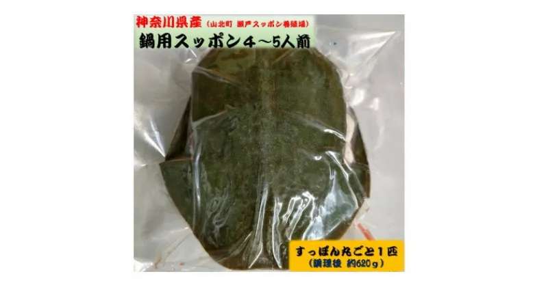 【ふるさと納税】神奈川県産鍋用すっぽん丸ごと1匹(約620g)【配送不可地域：離島】【1442893】