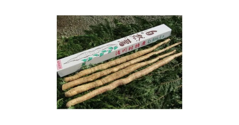 【ふるさと納税】清川村特産　きよかわ自然薯2000(約2kg)本数おまかせ【1326825】