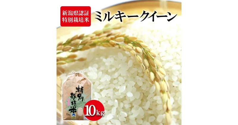 【ふるさと納税】新潟県認証特別栽培米 ミルキークイーン 10kg　 お米 白米 ライス 精米 ご飯 新潟県産 新潟市産 おにぎり お弁当 和食 ブランド米 低アミロース 粘り モチモチ 硬くなりにくい 　お届け：寄附入金確認後、順次発送