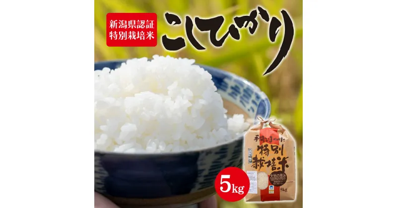 【ふるさと納税】新潟県認証特別栽培米 コシヒカリ 5kg　 お米 白米 ライス 精米 ご飯 新潟県産 新潟市産 おにぎり お弁当 和食 ブランド米 お米の王様 もっちり 粘り 強い 甘み 旨み 　お届け：寄附入金確認後、順次発送