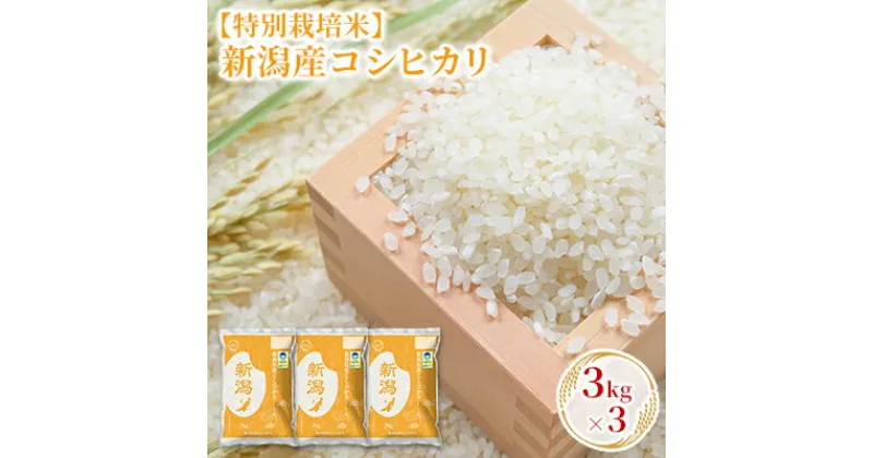 【ふるさと納税】【特別栽培米】新潟産コシヒカリ 3kg×3　 お米 精米 白米 ご飯 ブランド米 銘柄米 ご飯 おにぎり お弁当 産地直送 　お届け：10月中旬より順次発送