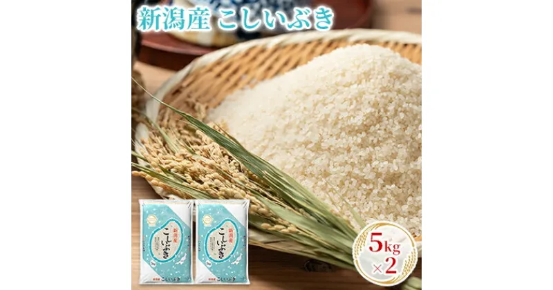 【ふるさと納税】新潟産こしいぶき 5kg×2　 お米 精米 白米 ご飯 ブランド米 銘柄米 ご飯 おにぎり お弁当 産地直送 　お届け：10月中旬より順次発送