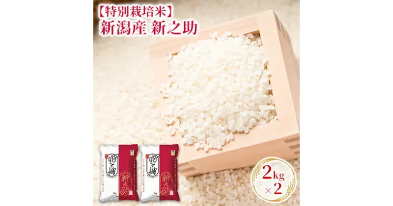 【ふるさと納税】【特別栽培米】新潟産新之助 2kg×2　 お米 精米 白米 ご飯 ブランド米 銘柄米 ご飯 おにぎり お弁当 産地直送 　お届け：10月中旬より順次発送