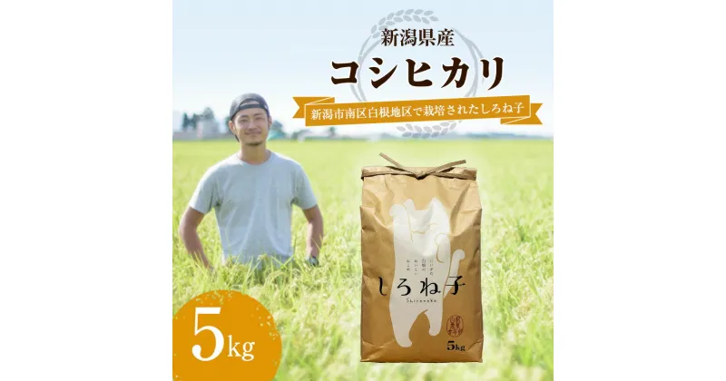 【ふるさと納税】【令和6年産】こしひかり 精米 5kg 新潟産 コシヒカリ 米 お米 こめ コメ 白米 産地直送 新潟県産 新潟県 新潟　 新潟市