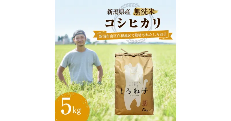 【ふるさと納税】【令和6年産】こしひかり 無洗米 5kg 新潟産 コシヒカリ 米 お米 こめ コメ 白米 精米 産地直送 新潟県産 新潟県 新潟　 新潟市