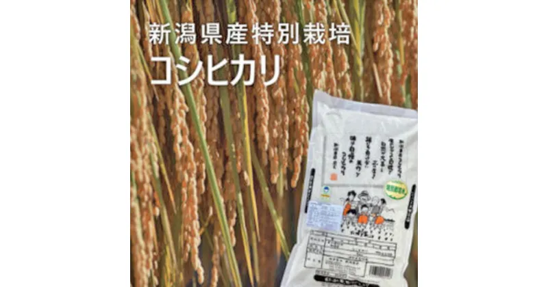 【ふるさと納税】特別栽培米 新潟コシヒカリ5kg お米 こしひかり 白米 精米 米 コメ ご飯 ごはん 新潟県産