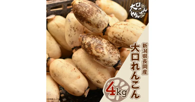 【ふるさと納税】75T-02【大口れんこん】新潟県長岡産レンコン4kg