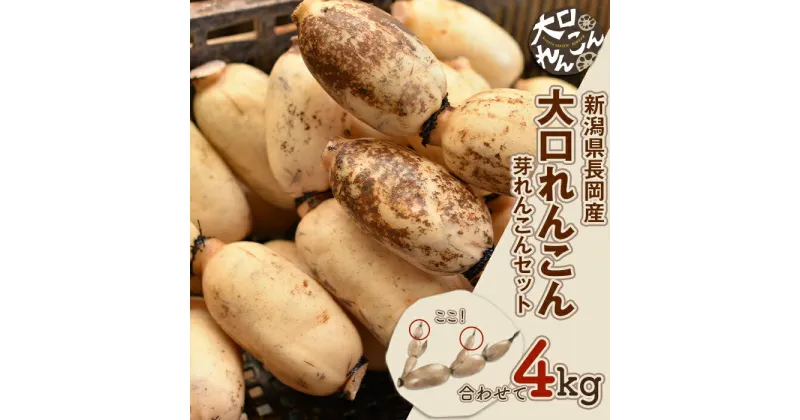 【ふるさと納税】75T-04【大口れんこん】新潟県長岡産レンコン4kg（3.6kg+芽れんこん0.4kg）