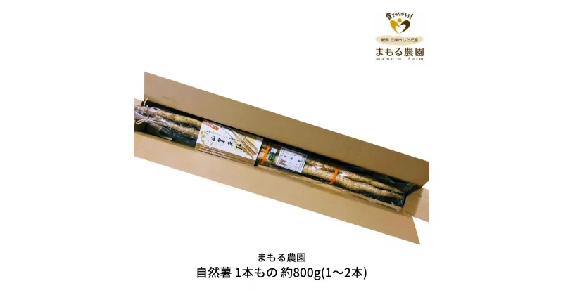 【ふるさと納税】自然薯 1本もの 約800g(1〜2本) 山芋 とろろご飯に じねんじょ [まもる農園] 【010P125】