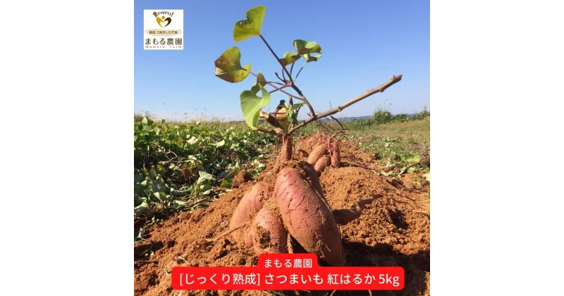 【ふるさと納税】先行予約 さつまいも 紅はるか 5kg 収穫後熟成 [2025年2月上旬～順次発送予定] 三条市下田産ブランド「越紅(こしのくれない)」 [まもる農園] 【010S205】