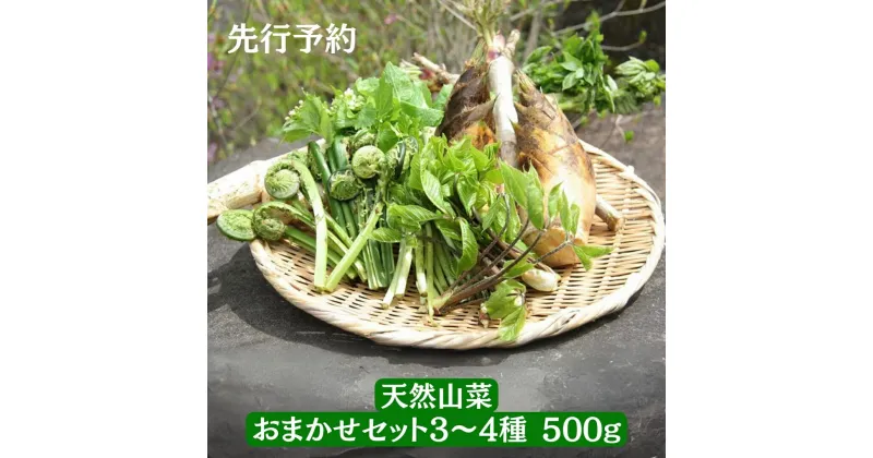 【ふるさと納税】先行予約 [数量限定] おまかせ天然山菜セット(3〜4種500g) [4月上旬から順次発送予定] 新潟県 三条市 下田産 【020S069】