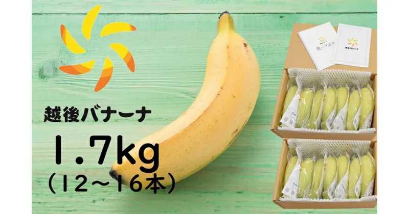 【ふるさと納税】【雪国新潟産バナナ】1.7kg（12～16本）濃厚な甘さともっちり食感！安心安全の越後バナーナ【 新潟県 柏崎市 】