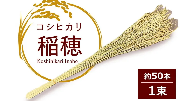 【ふるさと納税】【先行予約・令和6年11月中旬～発送】コシヒカリの稲穂 飾り素材 インテリア用【 新潟県 柏崎市 】