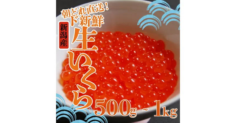 【ふるさと納税】 令和6年産 生イクラ 【いくら 魚卵 鮭 さけ サーモン とろける お正月 おせち 海鮮 旬 海鮮丼 いくら丼 丼 贅沢 プレミアム 新鮮 鮮度 こだわり 国産 新潟産 500g 1kg 新潟県 新発田市 】