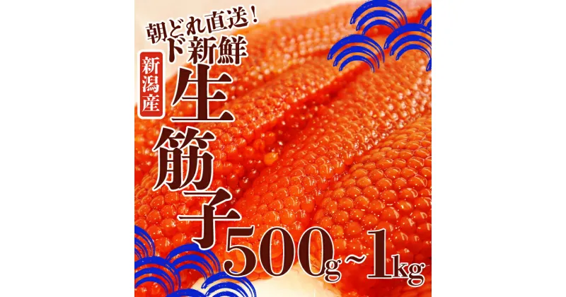 【ふるさと納税】 令和6年産 生筋子 【 筋子 すじこ いくら 魚卵 鮭 さけ サーモン とろける お正月 おせち 海鮮 旬 海鮮丼 いくら丼 丼 贅沢 プレミアム 新鮮 鮮度 こだわり 国産 新潟産 500g 1kg 新潟県 新発田市 】