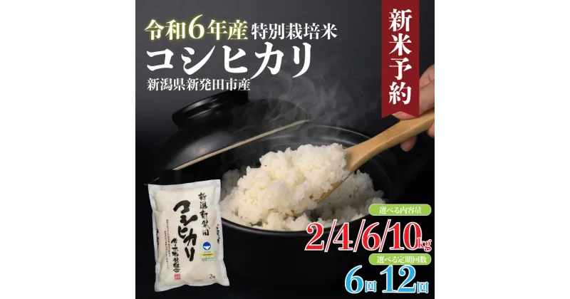 【ふるさと納税】 令和6年産 コシヒカリ 2kg 4kg 6kg 10kg 米 定期便 6回 12回 白米 ご飯 料理 おにぎり 弁当 新潟県 新潟産 新発田産 コシヒカリ 佐々木耕起組合 特別栽培米 新潟県 新発田市 非常食 新米