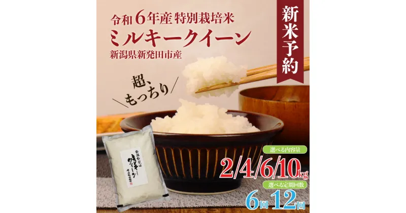 【ふるさと納税】 令和6年産 ミルキークイーン（ 2kg / 4kg / 6kg / 10kg ） お米 米 精米 ごはん ご飯 定期便 6回 12回 白米 おにぎり 弁当 新潟県 新潟産 新発田産 ミルキークイーン 佐々木耕起組合 特別栽培米 新潟県 新発田市 非常食 新米 予約 【選べる種類・容量】