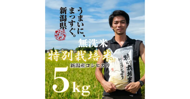 【ふるさと納税】 新潟産コシヒカリ 5kg 無洗米 特別栽培米 新発田産 新潟県 新発田市 米 新米 コシヒカリ 斗伸 5kg 新潟県産 新潟県産コシヒカリ コメ お米 米 こめ しんまい 新潟産 新潟米 新発田産