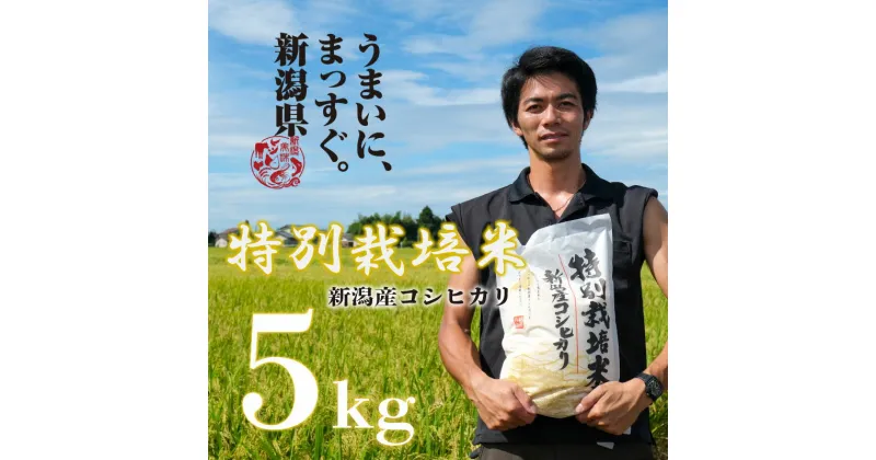 【ふるさと納税】 令和6年産 新米 コシヒカリ 5kg 予約 越後 えちご 玄米 特別栽培米 新潟 コメ こめ お米 米 しんまい 新潟県 新潟米 新発田市 新発田産