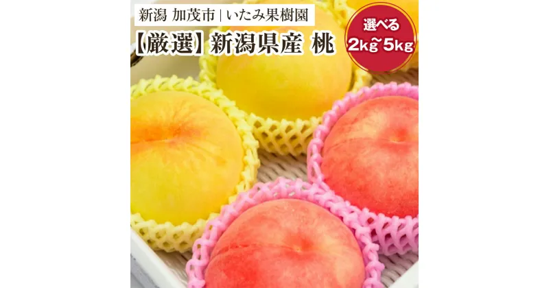 【ふるさと納税】【2025年先行予約】新潟県産 厳選旬のもも 「約2kg」or「約3kg」or「約5kg」 《7月下旬～8月中旬配送予定》果物 フルーツ 桃 加茂市 いたみ果樹園