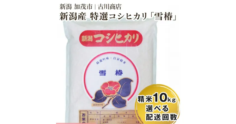 【ふるさと納税】【令和6年産新米先行予約】 新潟県産 特選コシヒカリ「雪椿」精米10kg 選べる配送回数（通常配送1回～定期便12回） 白米 加茂市 お米の専門店 古川商店