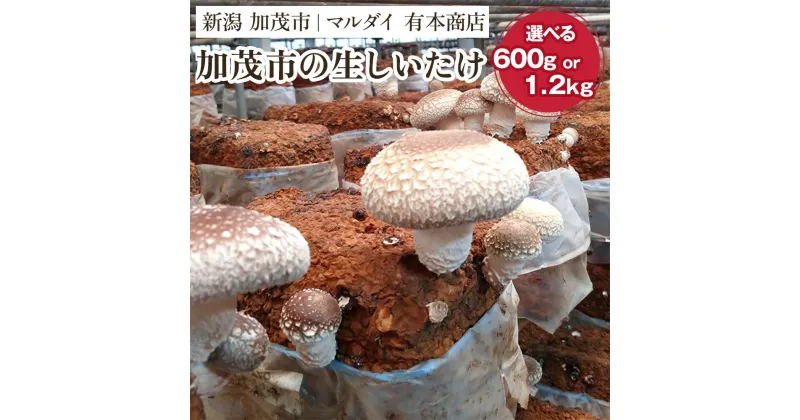 【ふるさと納税】加茂市の生しいたけ 「約600g」or「約1.2kg」 《11月上旬以降発送》青木農園で栽培された椎茸 きのこ 秋の味覚 加茂市 マルダイ 有本商店