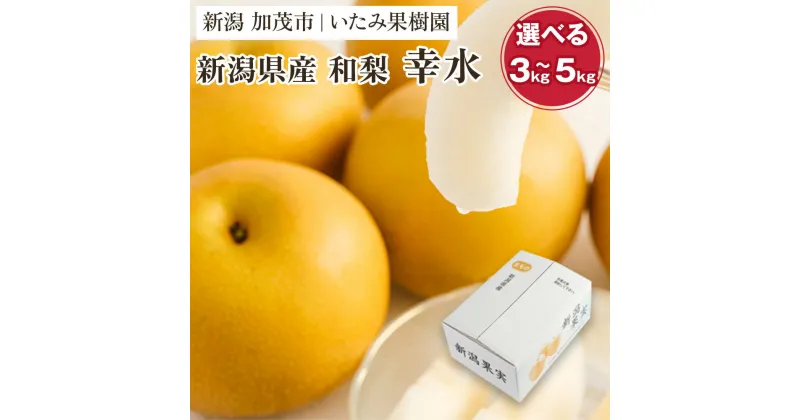 【ふるさと納税】【2025年先行予約】【厳選】新潟県産 和梨 幸水 選べる内容量 「3kg」or「5kg」《8月上旬以降発送》果物 フルーツ こうすい 加茂市 いたみ果樹園