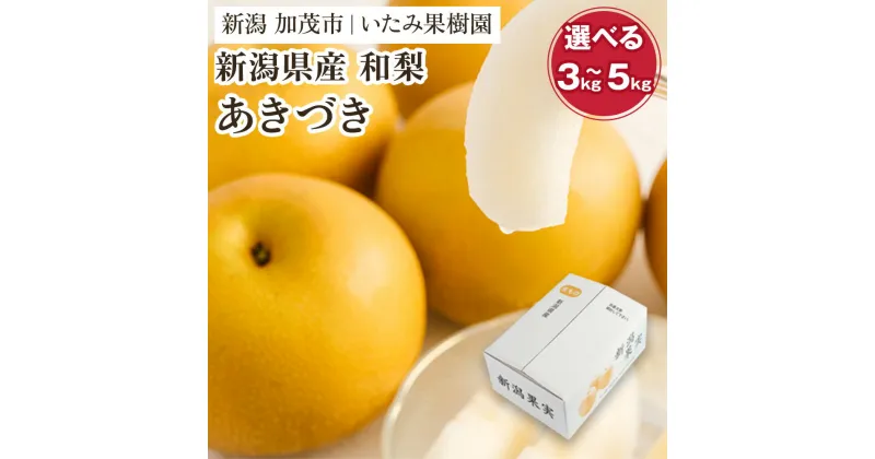 【ふるさと納税】【2025年先行予約】【厳選】新潟県産 和梨 あきづき 選べる内容量 「3kg」or「5kg」《9月上旬以降発送》果物 フルーツ 加茂市 いたみ果樹園