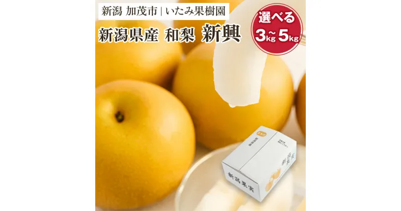 【ふるさと納税】【2024年先行予約】【厳選】新潟県産 和梨 新興 選べる内容量 「3kg」or「5kg」《10月下旬以降発送》果物 フルーツ しんこう 加茂市 いたみ果樹園