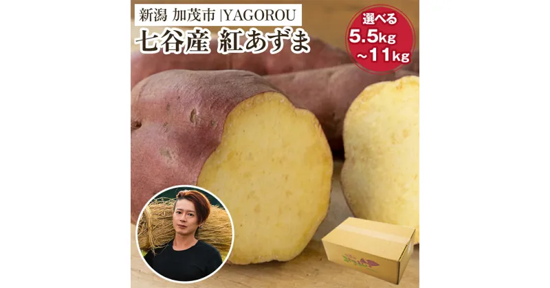 【ふるさと納税】【2024年先行予約】【新潟県加茂市七谷産】紅あずま 11kg（M～LLサイズ）さつまいも【選べる「5.5kg」 or 「11kg」】《11月下旬～順次発送》人気品種 ほくほく食感と濃厚な甘み 低温熟成 スイートポテトや天ぷら、焼き芋に 加茂市 YAGOROU ヤゴロウ