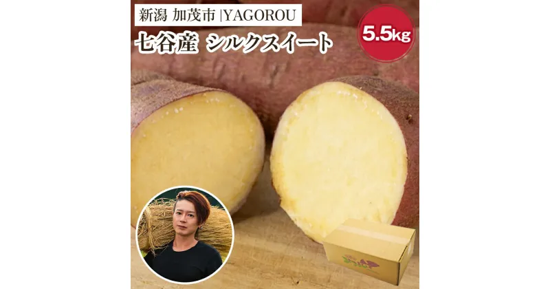 【ふるさと納税】【2024年先行予約】【新潟県加茂市七谷産】シルクスイート 5.5kg（M～LLサイズ）さつまいも《11月下旬～順次発送》人気品種 しっとり食感と濃厚な甘み 低温熟成 蒸し芋や焼き芋、スイートポテトなどのスイーツに 加茂市 YAGOROU ヤゴロウ